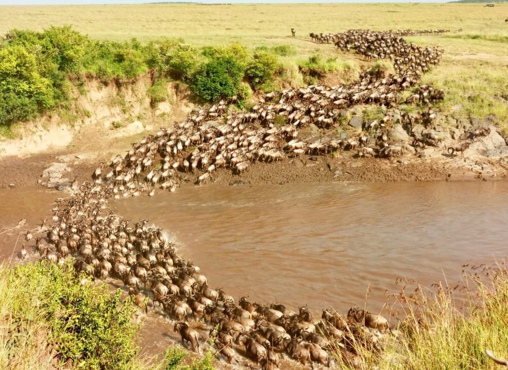 Kenya vs Tanzania Safari