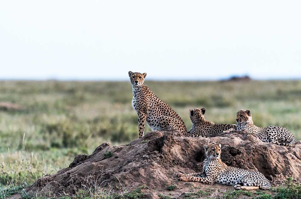 Wildlife in Tanzania