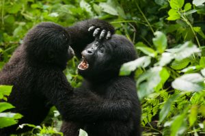 Mountain Gorillas Trekking