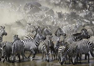 Wildebeest migation