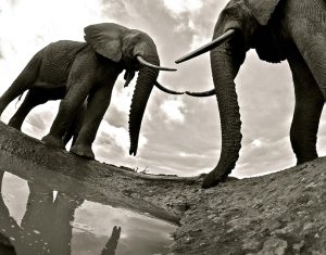 Amboseli Elephants