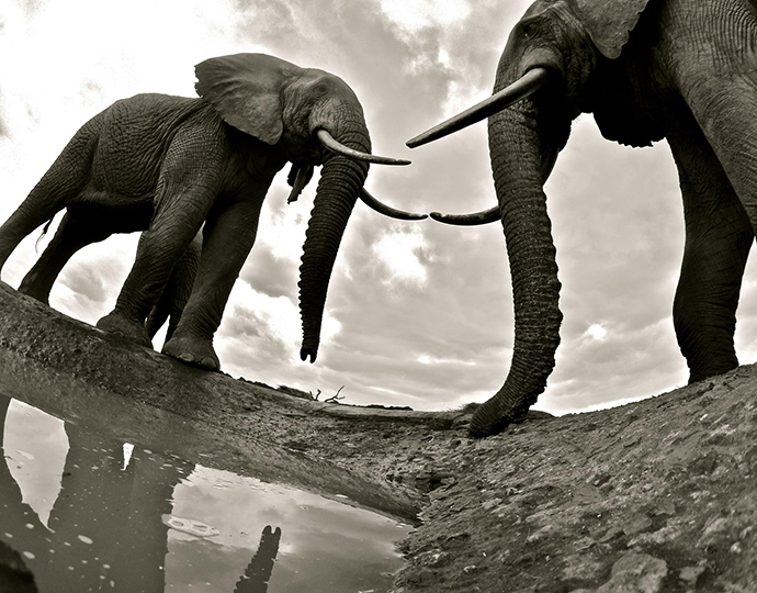 African Safaris, Amboseli Park
