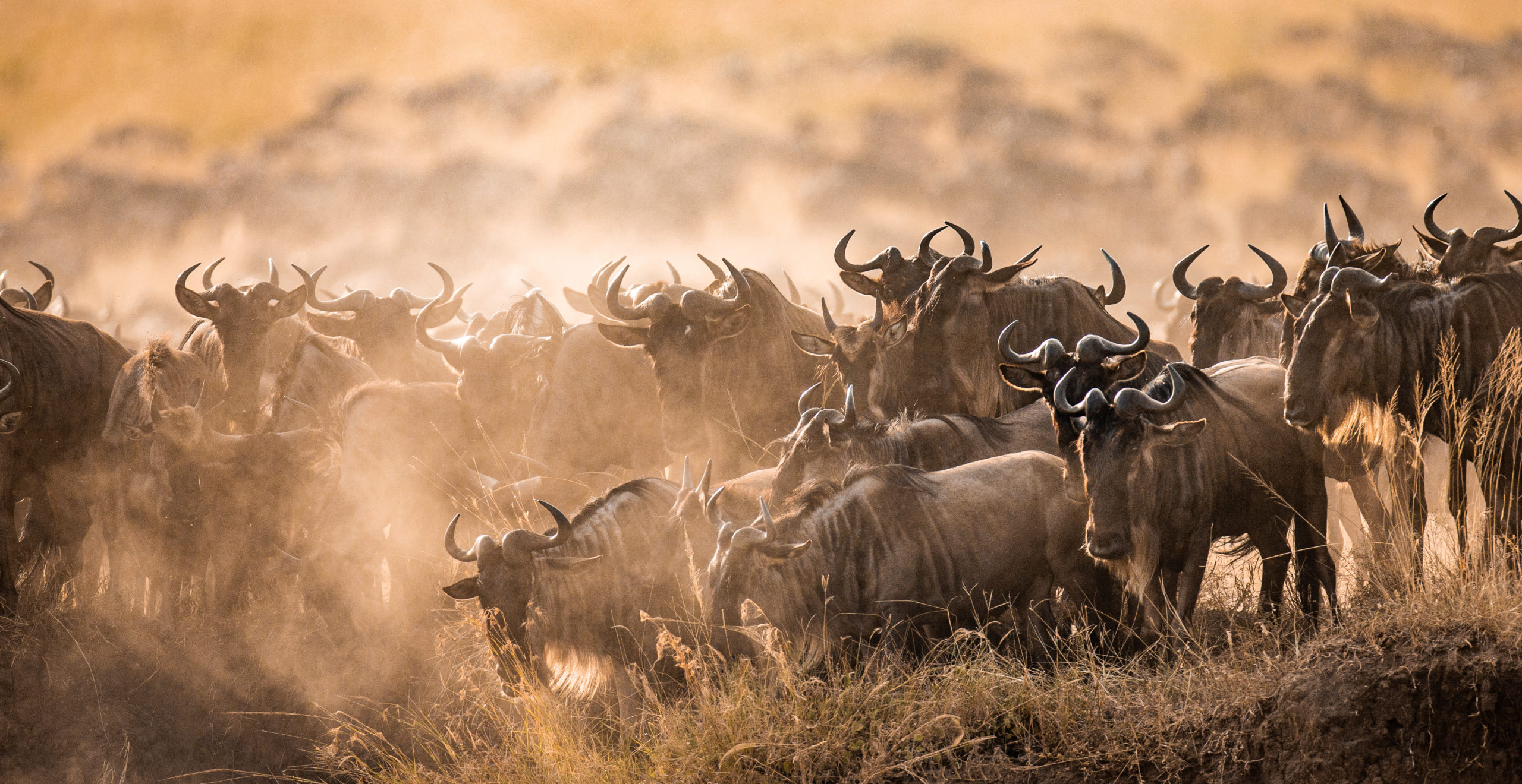 The Great Wildebeest migration