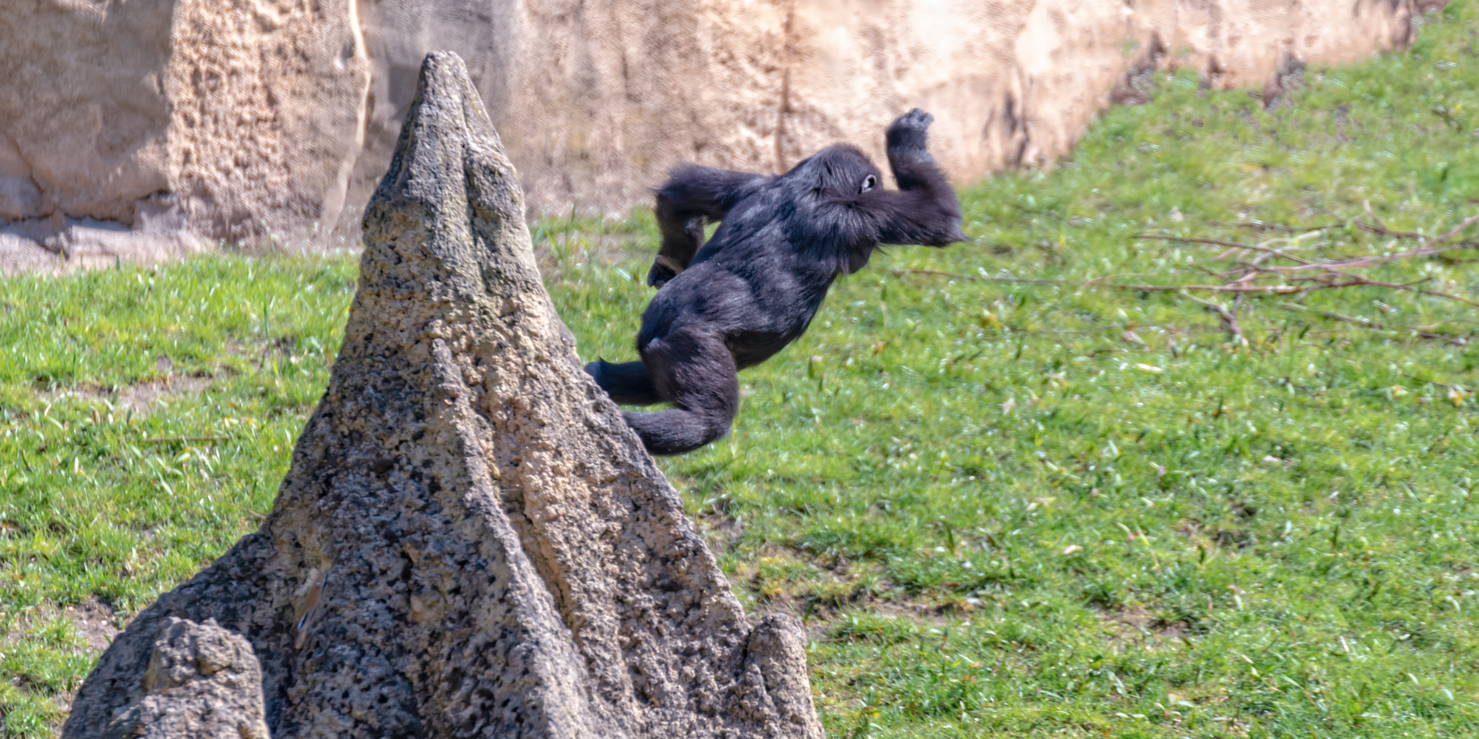 Gorillas live