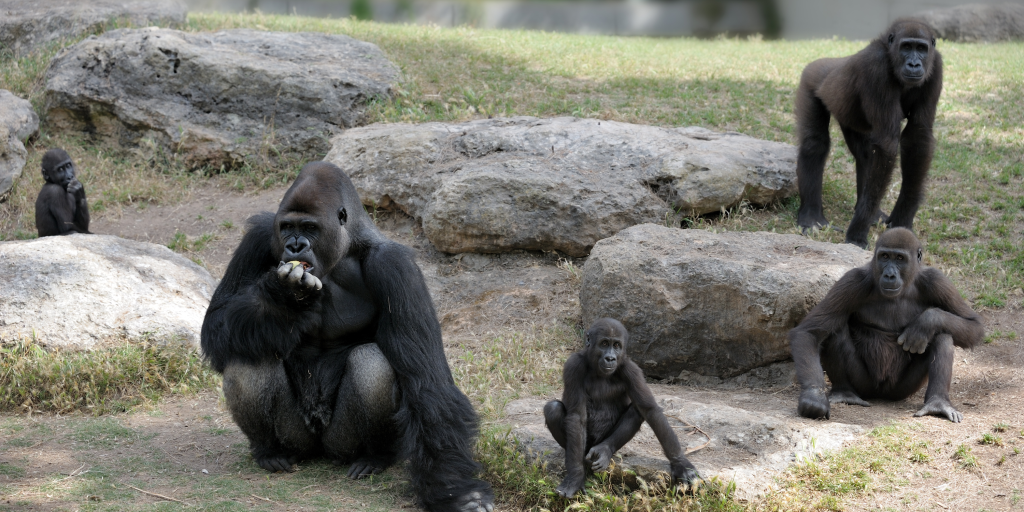 Gorilla Trekking